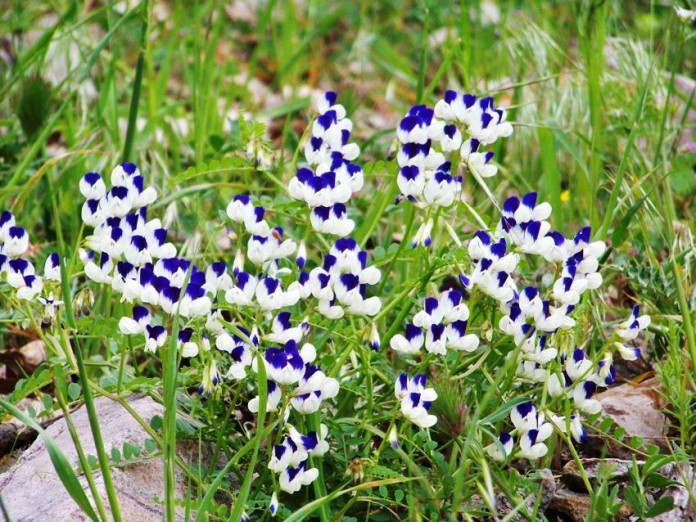 Hassa Gezi Rotası Olma Yolunda Hassa Gezi Rotası Olma Yolunda