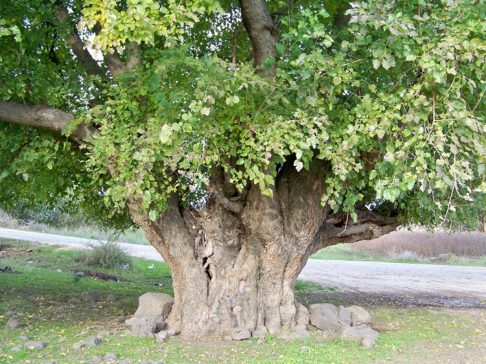 Dutlu Höyük Dutlu Höyük