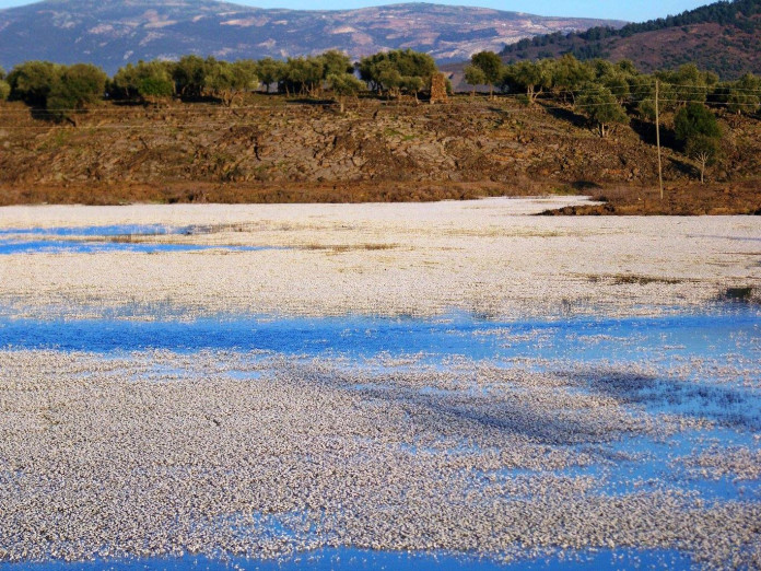 Haydarlar Gölü’nde Doğal Çiçek Festivali Haydarlar Gölü’nde Doğal Çiçek Festivali