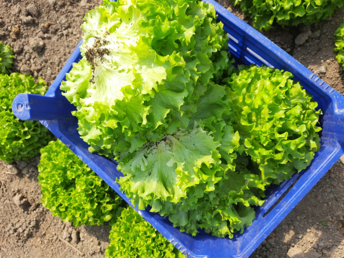 Marul Hassalı Çiftçilerin Yüzünü Güldürüyor Marul Hassalı Çiftçilerin Yüzünü Güldürüyor