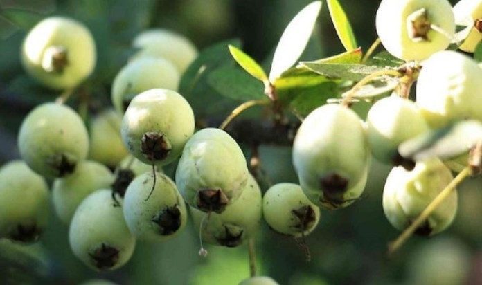Mucizevi Besin: Yiyen Doktor Yüzü Görmüyor Mucizevi Besin: Yiyen Doktor Yüzü Görmüyor