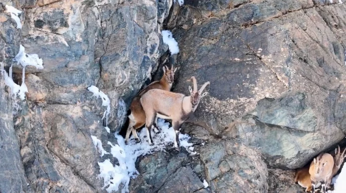 Amanos’da Yaban Keçileri Koruma Altında Amanos’da Yaban Keçileri Koruma Altında